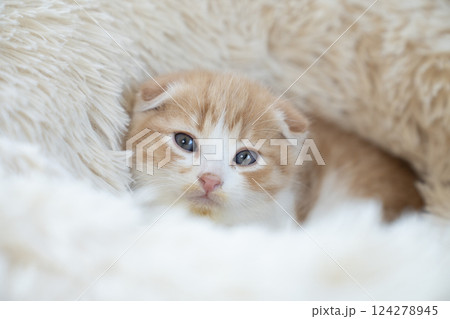 白いベッドに入ったスコティッシュフォールドの仔猫 白いベッドに入ったスコティッシュフォールドの仔猫 124278945