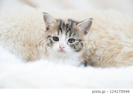 白いベッドに入ったスコティッシュフォールドの仔猫 白いベッドに入ったスコティッシュフォールドの仔猫 124278946