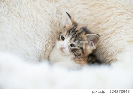 白いベッドに入ったスコティッシュフォールドの仔猫 白いベッドに入ったスコティッシュフォールドの仔猫 124278948