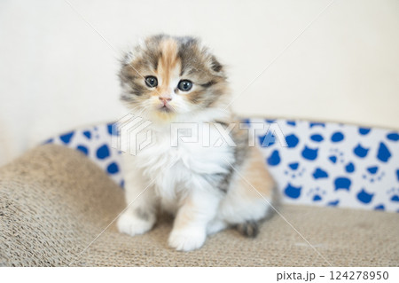 爪研ぎにのったスコティッシュフォールドの仔猫 124278950