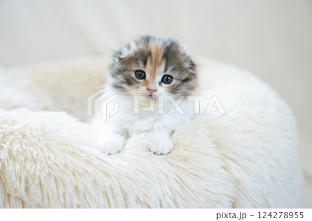 白いベッドに入ったスコティッシュフォールドの仔猫 124278955