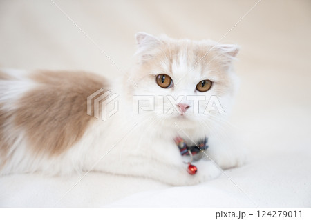 赤い鈴をつけたスコティッシュフォールド 124279011