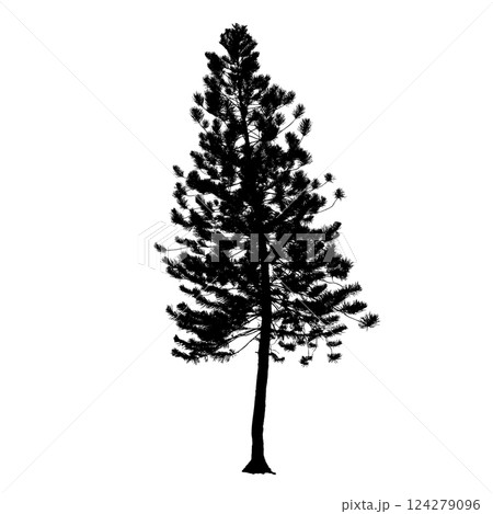 Pine tree vector black color silhouette Pine tree vector black color silhouette 124279096