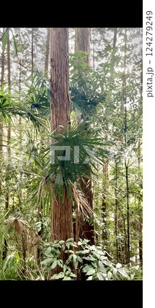 森の中の小さな木 124279249