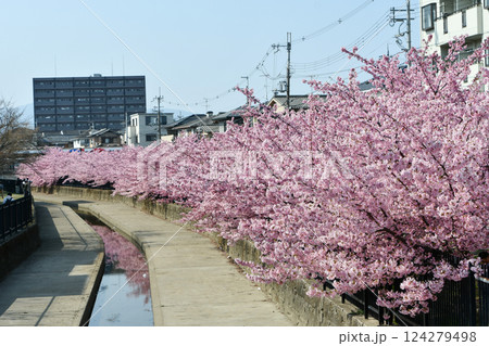 京都 淀水路の河津桜 124279498