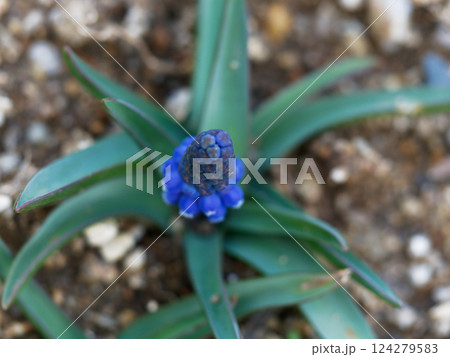 青紫色の花 キジカクシ科ムスカリの開花 124279583