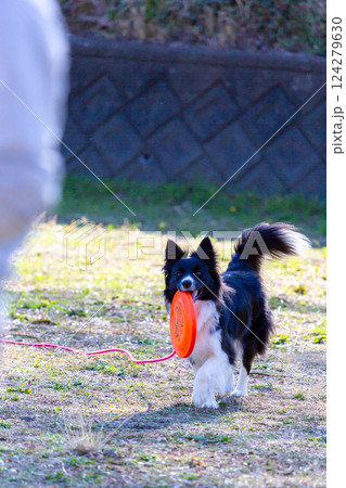広場で飼い主と遊ぶボーダーコリー 124279630