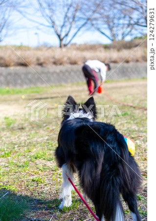広場で飼い主と遊ぶボーダーコリー 広場で飼い主と遊ぶボーダーコリー 124279631