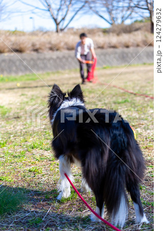 広場で飼い主と遊ぶボーダーコリー 124279632