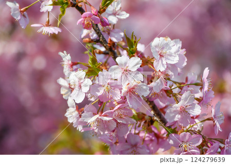 京都 淀水路の河津桜 124279639