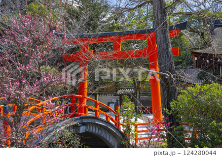 京都　下鴨神社　光琳の梅と朱塗りの輪橋 124280044
