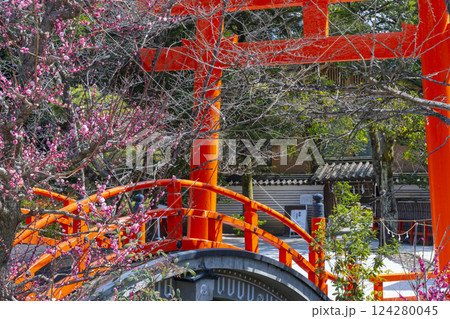 京都　下鴨神社　光琳の梅と朱塗りの輪橋 124280045