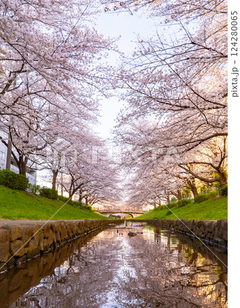 満開の桜が咲く皇居 124280065