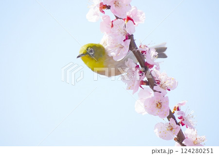 あんずの花の蜜を吸うメジロ あんずの花の蜜を吸うメジロ 124280251