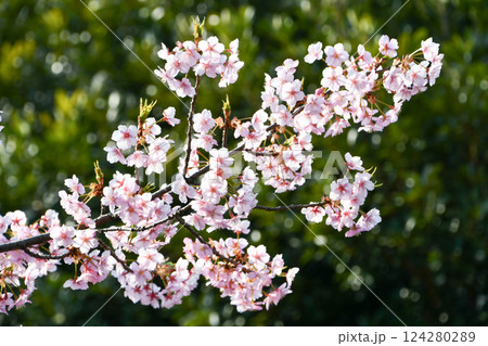 京都 淀水路の河津桜 124280289