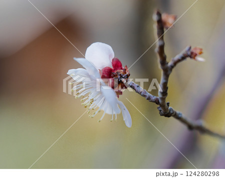 早春の花 ブンゴウメの白い花 124280298