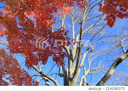 鮮やかに色付いた紅葉 鮮やかに色付いた紅葉 124280375