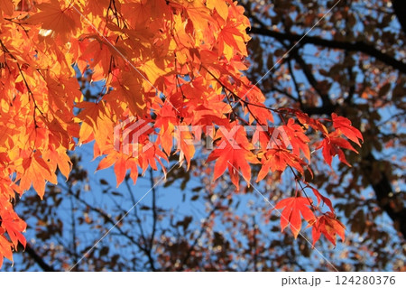 鮮やかに色付いた紅葉 鮮やかに色付いた紅葉 124280376
