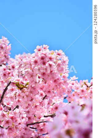 満開の桜と青空 124280396