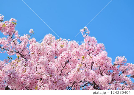 満開の桜と青空 124280404