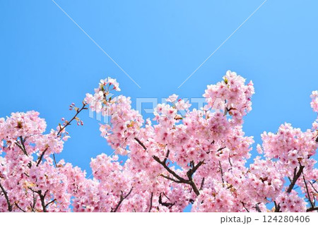 満開の桜と青空 124280406