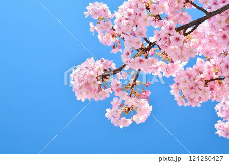 満開の桜と青空 124280427