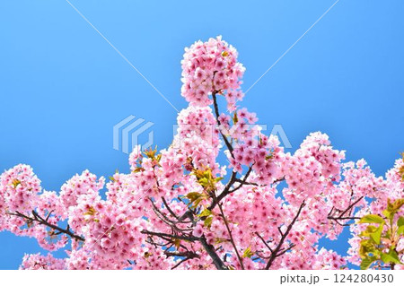 満開の桜と青空 満開の桜と青空 124280430