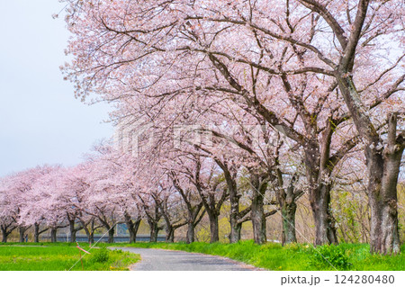 都幾川桜堤 都幾川桜堤 124280480