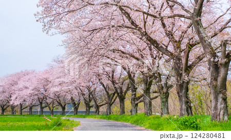 都幾川桜堤 都幾川桜堤 124280481