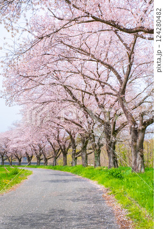 都幾川桜堤 124280482