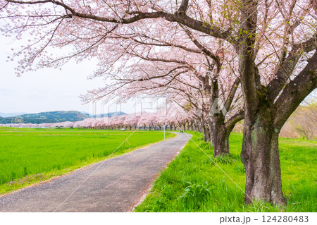 都幾川桜堤 都幾川桜堤 124280483