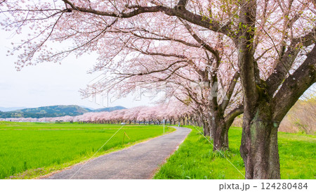 都幾川桜堤 124280484