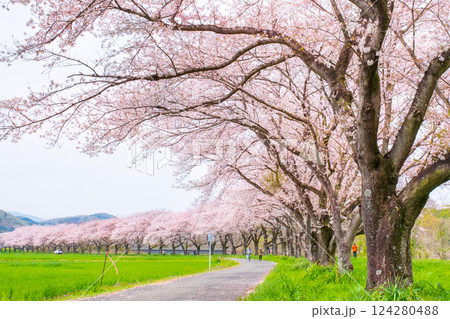 都幾川桜堤 124280488