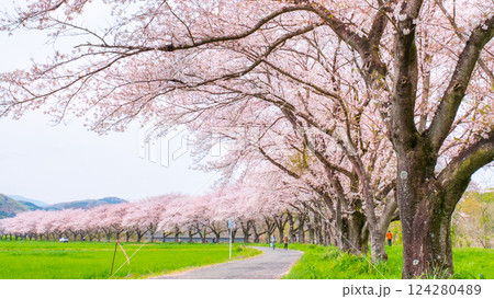 都幾川桜堤 124280489