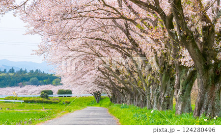 都幾川桜堤 都幾川桜堤 124280496