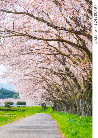 都幾川桜堤 都幾川桜堤 124280497