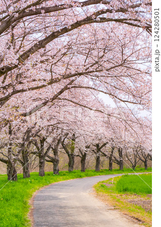 都幾川桜堤 都幾川桜堤 124280501