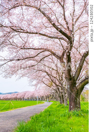 都幾川桜堤 都幾川桜堤 124280502