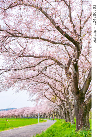 都幾川桜堤 124280503