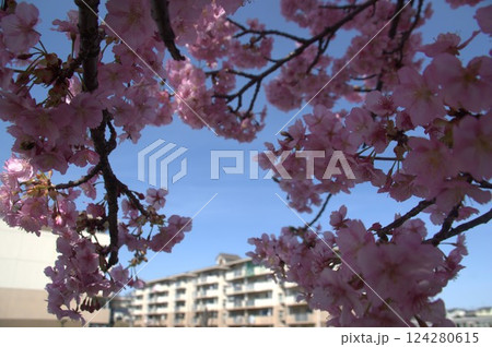 団地と桜 124280615