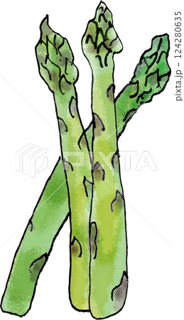アスパラガス 手書き 124280635