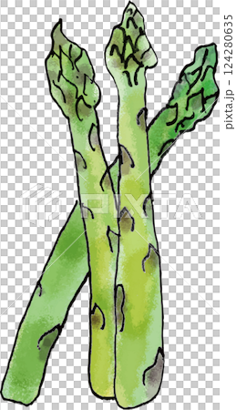 Asparagus handwritten 124280635