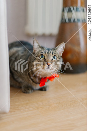 Beautiful young cat no near the sofa with a red 124280663