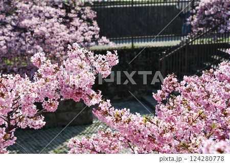 京都 淀水路の河津桜 京都 淀水路の河津桜 124280778