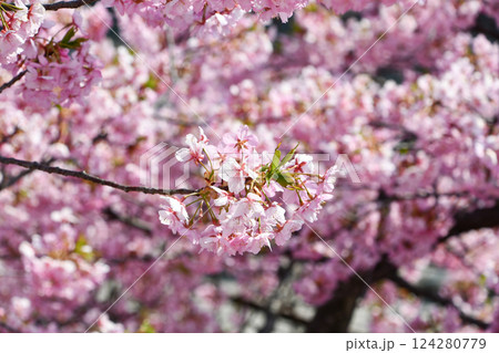 京都 淀水路の河津桜 京都 淀水路の河津桜 124280779