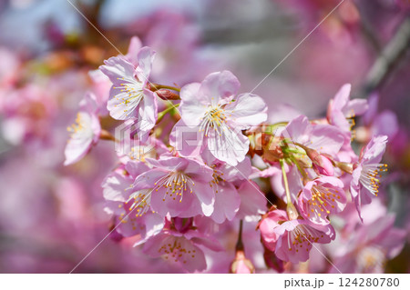 京都 淀水路の河津桜 京都 淀水路の河津桜 124280780