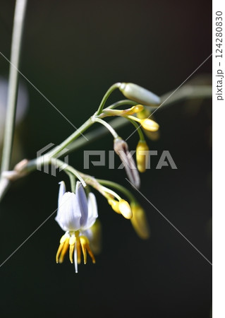 斑入りキキョウランの花 斑入りキキョウランの花 124280830