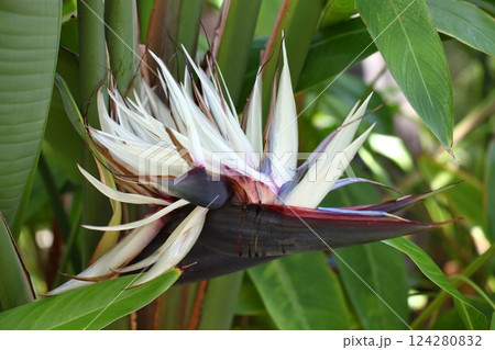 オウギバショウモドキの花 オウギバショウモドキの花 124280832