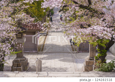 春の大阪　桜に包まれた高津宮（高津神社）表参道 124281518