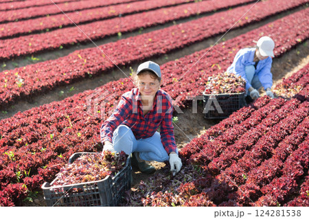 Smiling young female worker harvesting red lettuce at farm plantation Smiling young female worker harvesting red lettuce at farm plantation 124281538